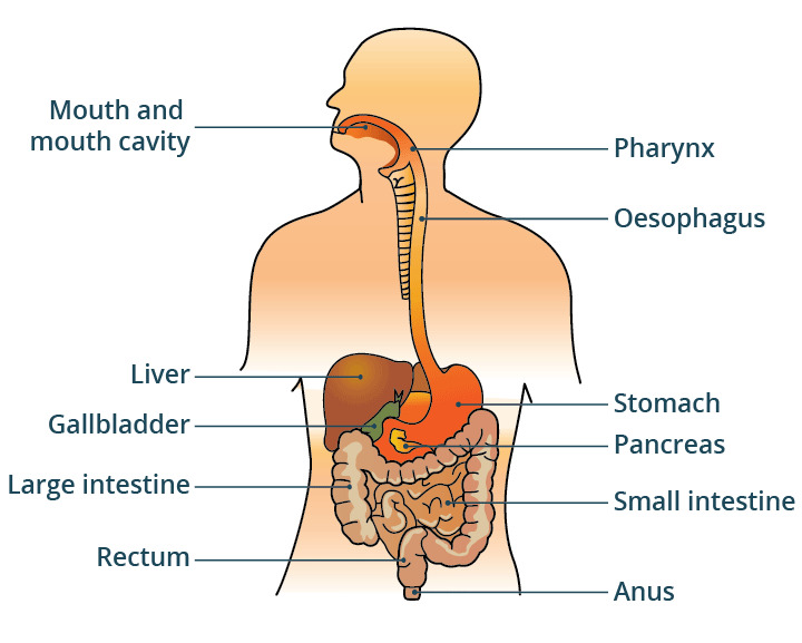 digestive-system