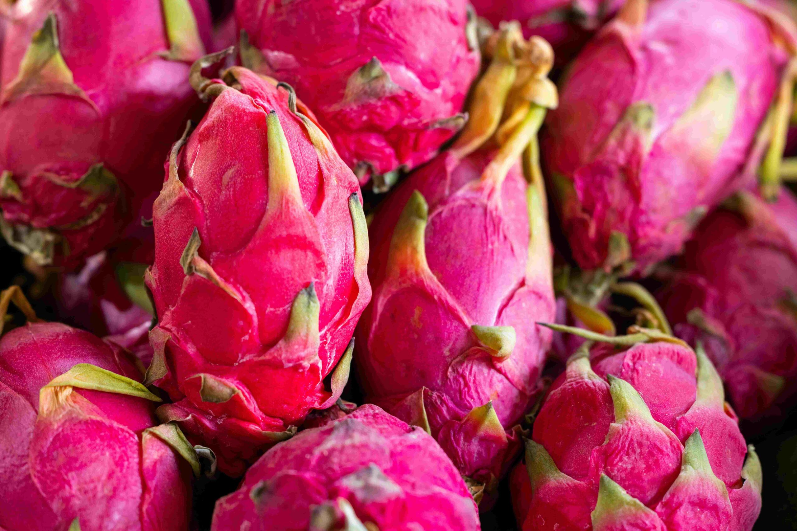 Dragon Fruit Header